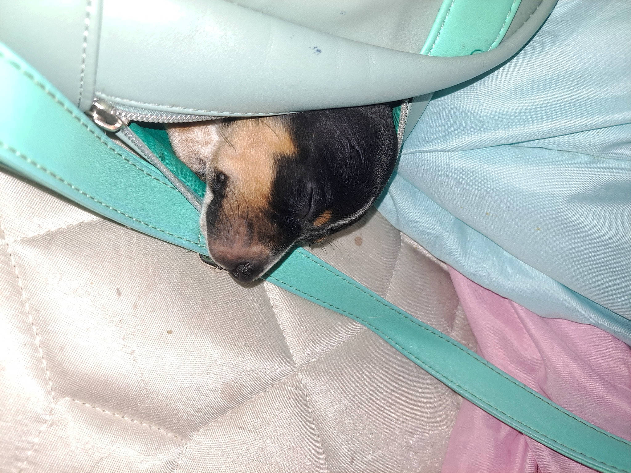 Bella Rose is registered to the contest to win money with this photo: azure, carnivore, comfort, dog, dog_breed, elbow, electric_blue, fawn, felidae, foot, fur, hood, human_leg, linens, pattern, snout, textile, tints_and_shades, whiskers, wrist