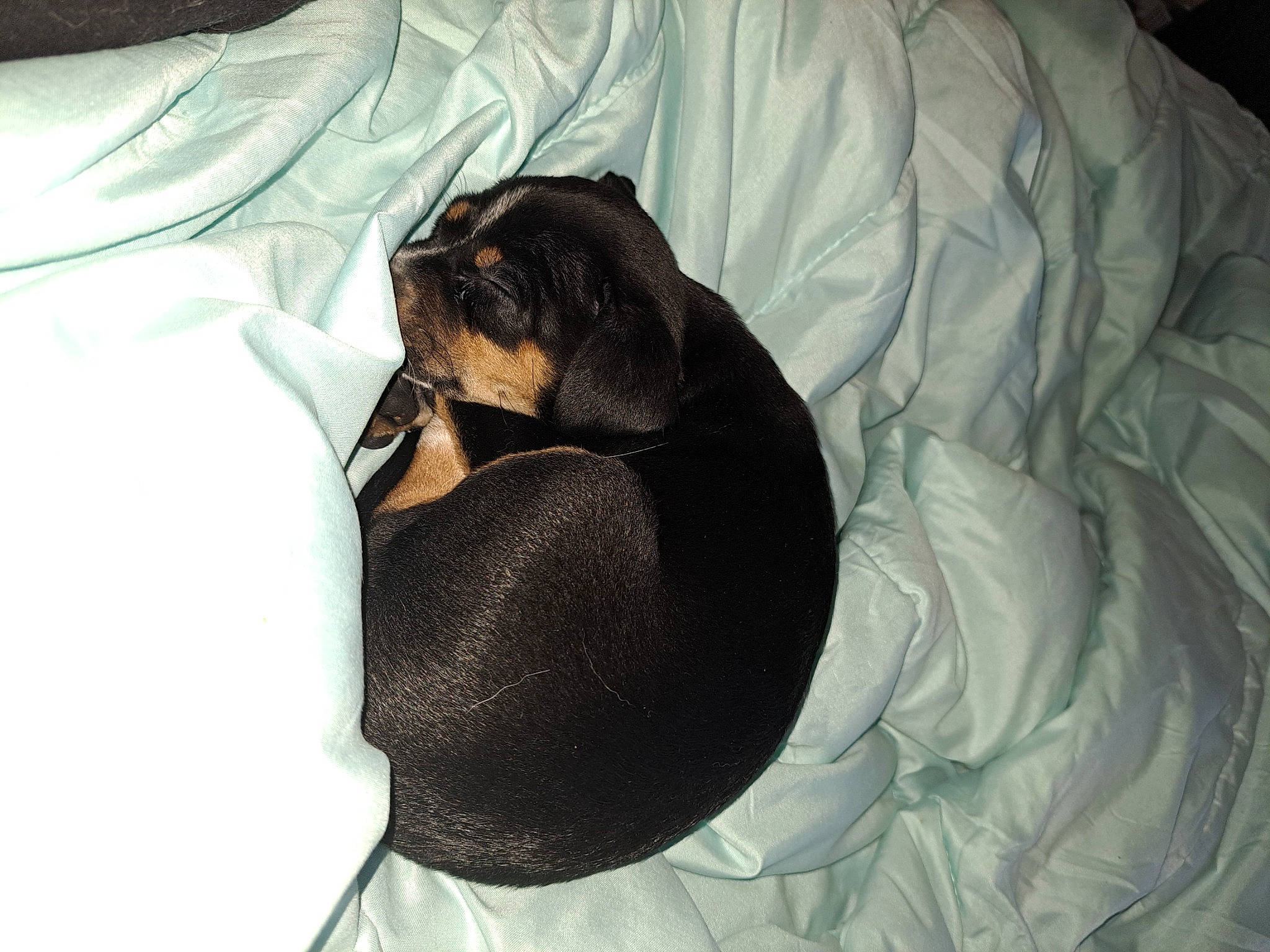 Bella Rose is registered to the contest to win money with this photo: bat, canidae, carnivore, comfort, companion_dog, dog, dog_bed, dog_breed, dog_supply, guard_dog, hat, linens, sleeve, small_to_medium_sized_cats, snout, sporting_group, terrestrial_animal, toy_dog, whiskers, working_animal