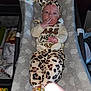 Izabella joined the competition — help win amazing prizes! baby, infant, baby_bed, blanket, headband, leopard_print, clothing, sock, hand, face, wide_eyes, expression, indoor, cushion, fabric, person, cute, child, newborn, soft
