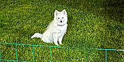 Abby participe au concours pour gagner de l'argent avec cette photo : dog, white_dog, grass, fence, outdoor, night, pet, animal, collar, sitting, greenery, illuminated, wire_fence, shadow, lawn, canine, fur, quiet, still, garden
