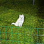 dog, white_dog, grass, fence, outdoor, night, pet, animal, collar, sitting, greenery, illuminated, wire_fence, shadow, lawn, canine, fur, quiet, still, garden