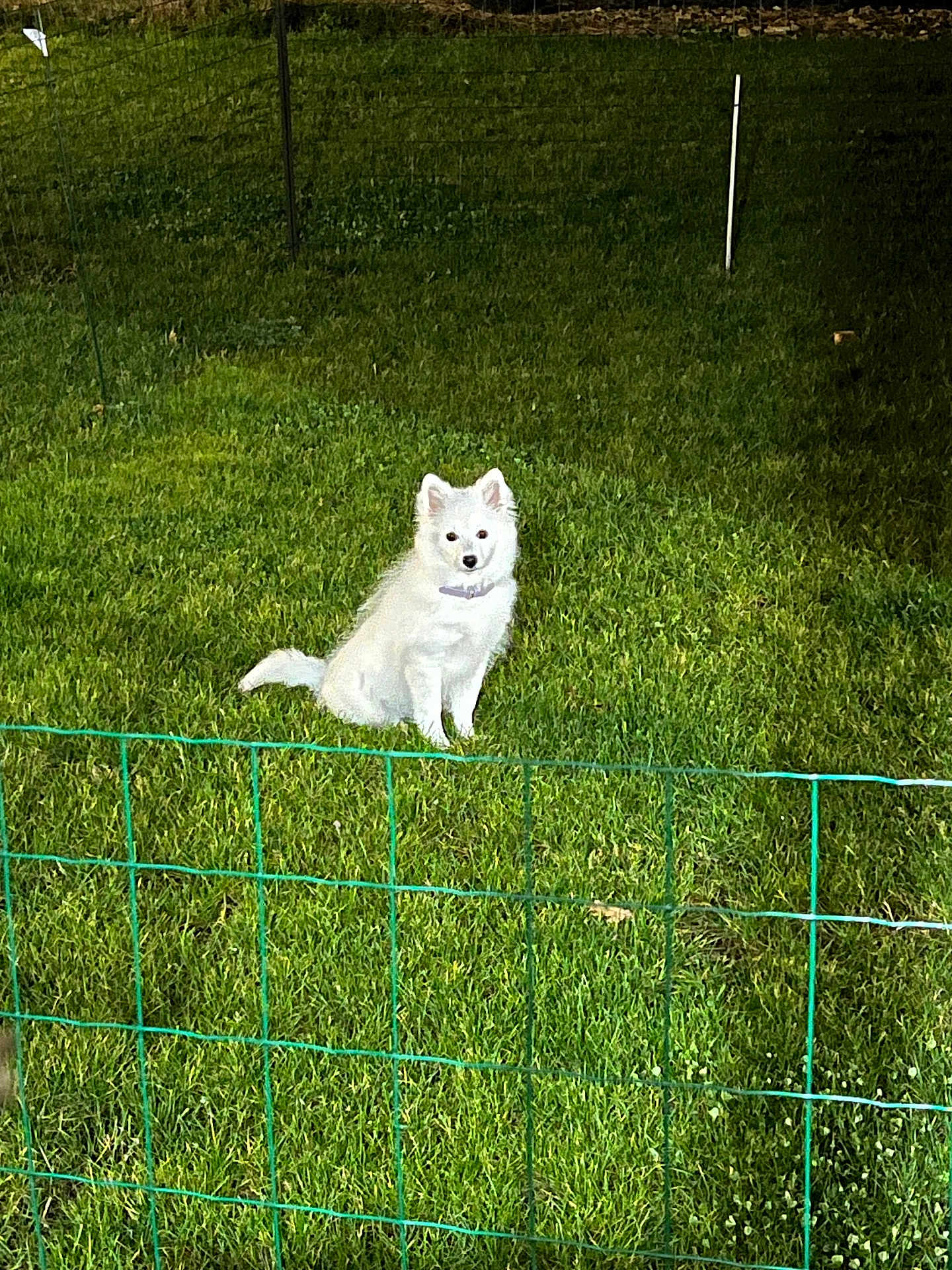 Abby participe au concours pour gagner de l'argent avec cette photo : dog, white_dog, grass, fence, outdoor, night, pet, animal, collar, sitting, greenery, illuminated, wire_fence, shadow, lawn, canine, fur, quiet, still, garden