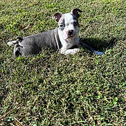 Boomer is registered to the contest to win money with this photo: puppy, dog, grass, outdoor, sunlight, blue_eyes, pet, animal, cute, lying_down, nature, young_dog, canine, muzzle, ears, greenery, daylight, relaxing, fur, adorable