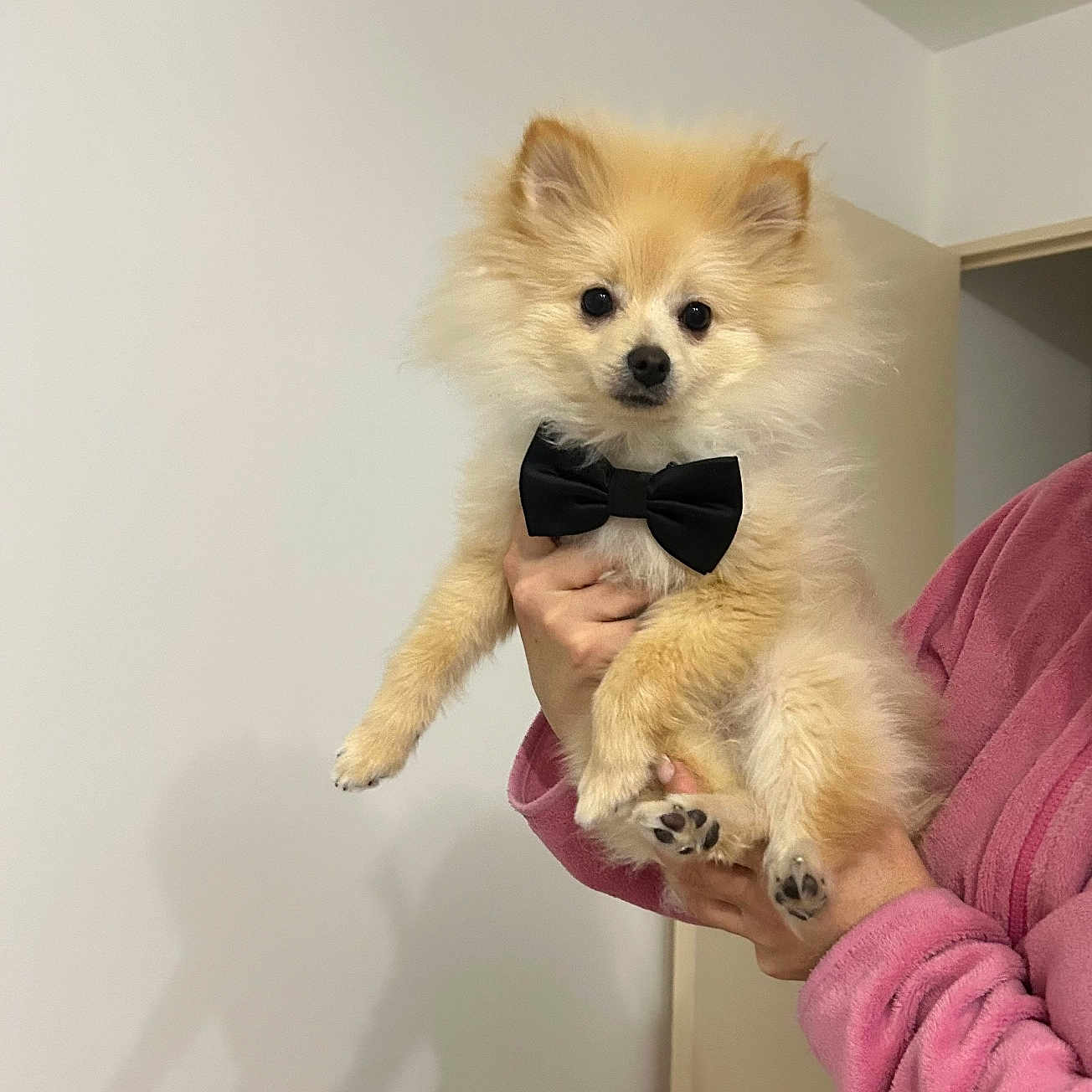 Dior a rejoint le concours — aidez-le/la à gagner de superbes lots ! accessories, adult, animal, bowtie, canine, dog, eskimodog, face, female, formalwear, head, indoors, interiordesign, person, pet, photography, portrait, puppy, tie, woman