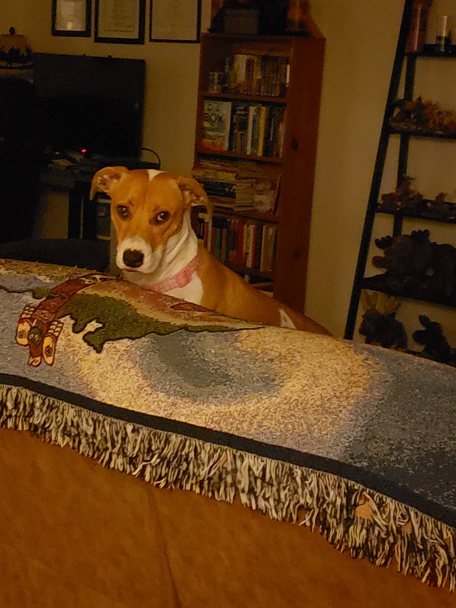 Katy joined the competition — help win amazing prizes! canidae, carnivore, companion_dog, dog, dog_breed, fawn, feist, floor, flooring, lurcher, mammal