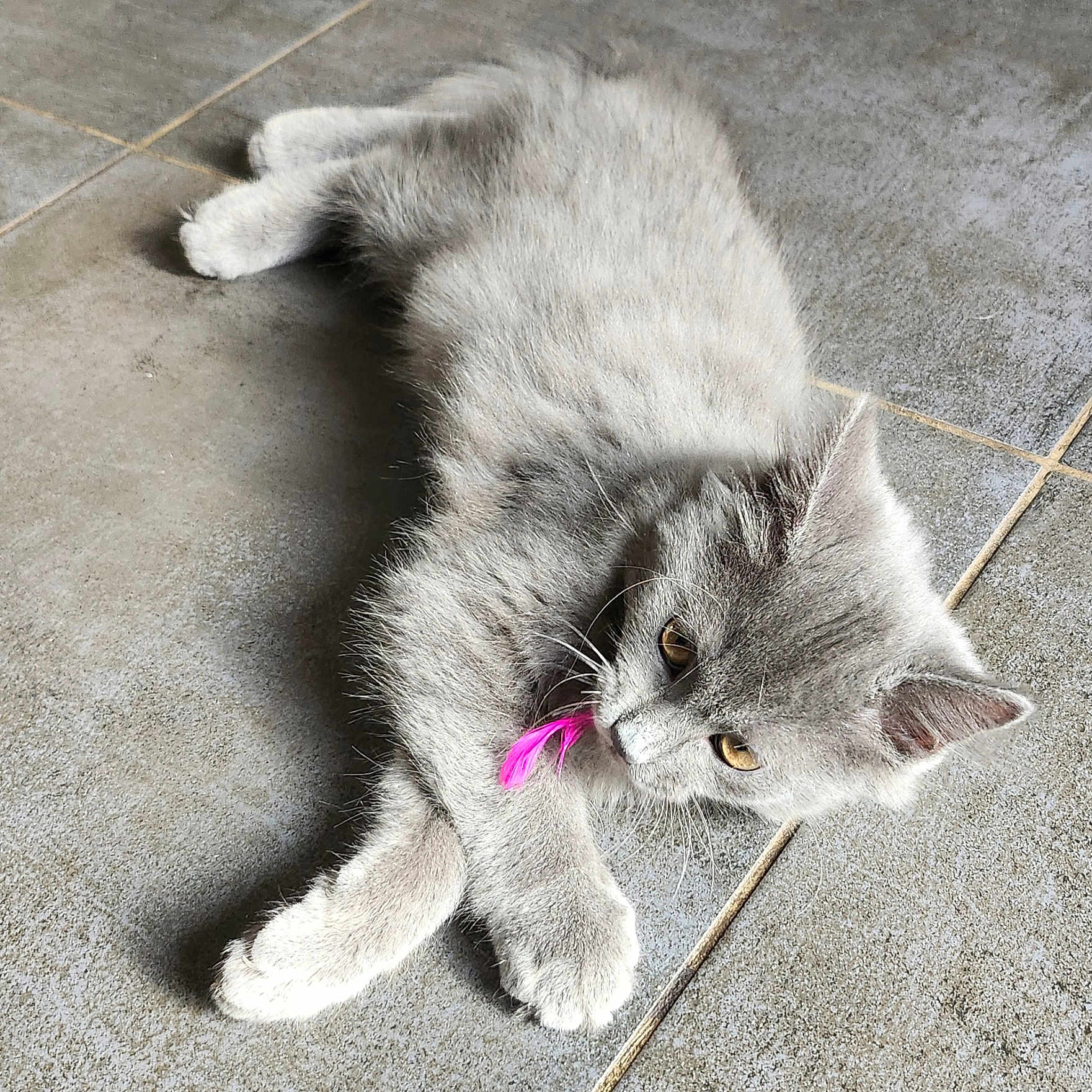 Onyx a rejoint le concours — aidez-le/la à gagner de superbes lots ! cat, gray_cat, pet, animal, feather, floor, tile_floor, laying_down, cute, whiskers, ears, paws, fur, domestic_cat, indoor, playful, relaxed, yellow_eyes, closeup, mammal
