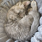 Onyx participe au concours pour gagner de l'argent avec cette photo : kitten, cat, sleeping, curled_up, gray_fur, fluffy, pet, animal, cozy, blanket, soft_texture, resting, cute, feline, domestic_cat, young_cat, indoor, fur, relaxation, nap