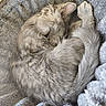kitten, cat, sleeping, curled_up, gray_fur, fluffy, pet, animal, cozy, blanket, soft_texture, resting, cute, feline, domestic_cat, young_cat, indoor, fur, relaxation, nap