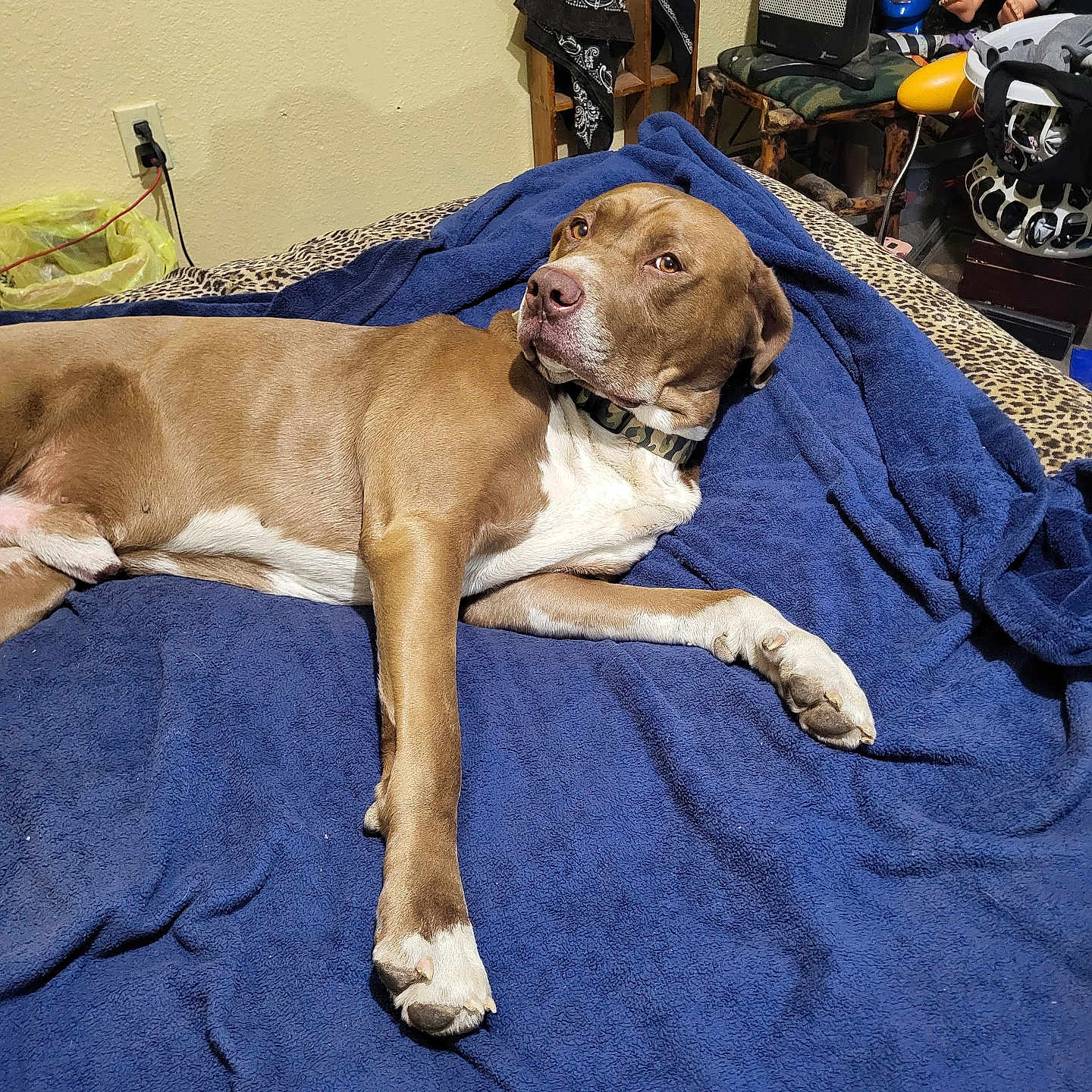 Clay joined the competition — help win amazing prizes! animal, bed, bedspread, blanket, blue_blanket, brown_dog, collar, dog, doll, fur, furniture, heater, indoor, leopard_print, lying_down, mannequin_head, pet, resting, room, white_dog