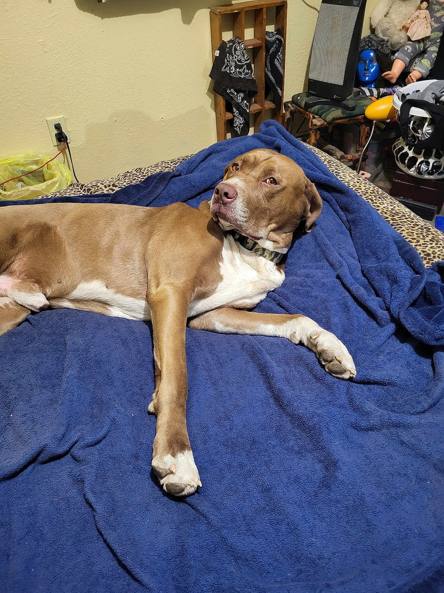 Clay joined the competition — help win amazing prizes! dog, brown_dog, white_dog, blanket, blue_blanket, bed, leopard_print, bedspread, indoor, pet, collar, resting, lying_down, fur, animal, room, heater, mannequin_head, doll, furniture