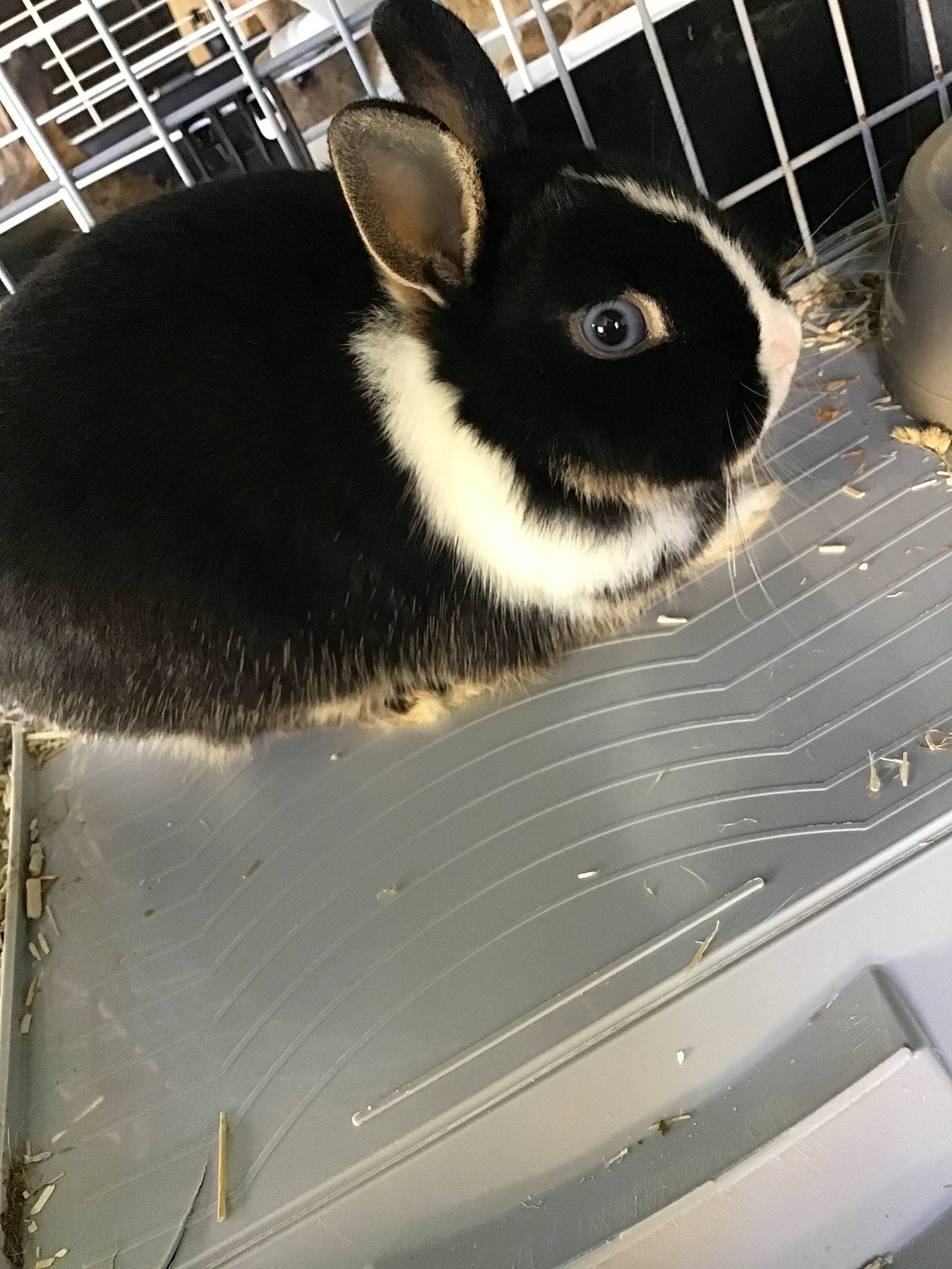 Bella participe au concours pour gagner de l'argent avec cette photo : animal_shelter, cage, domestic_rabbit, fur, rabbit, rabbits_and_hares, whiskers