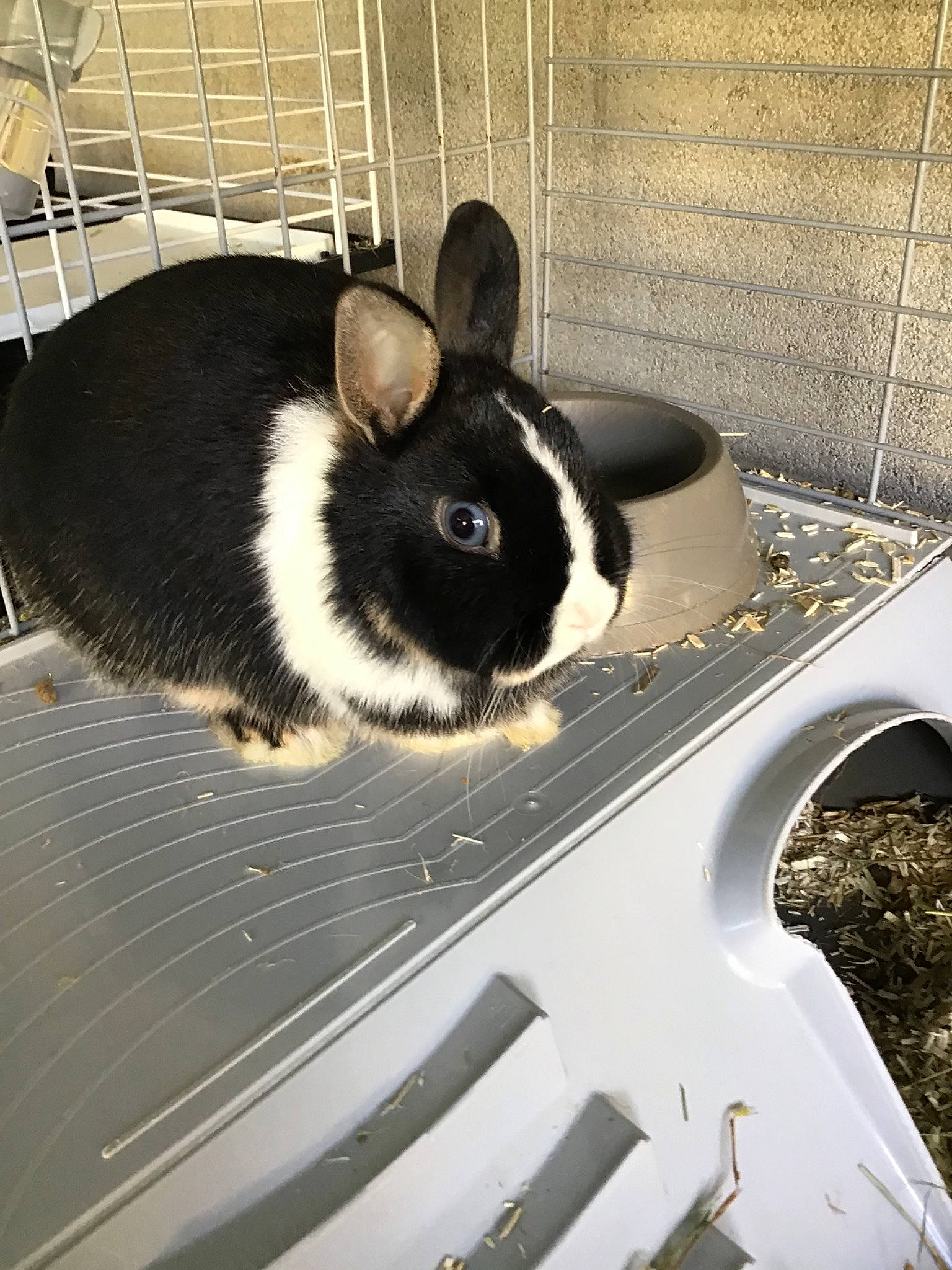 Bella participe au concours pour gagner de l'argent avec cette photo : animal_shelter, cage, chinchilla, domestic_rabbit, fawn, rabbit, rabbits_and_hares, rodent, snout, whiskers