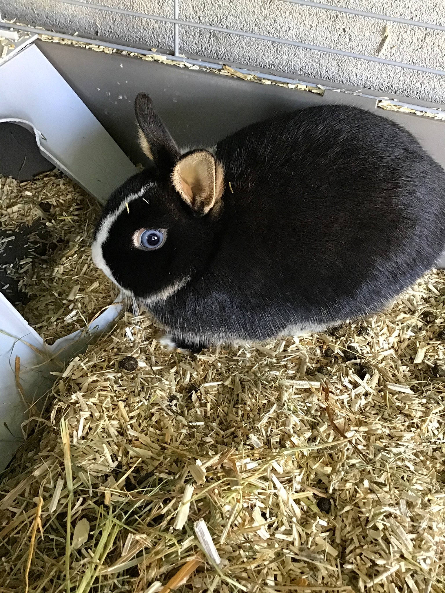Bella a rejoint le concours — aidez-le/la à gagner de superbes lots ! domestic_rabbit, grass, hare, hay, plant, rabbit, rabbits_and_hares, wood_rabbit