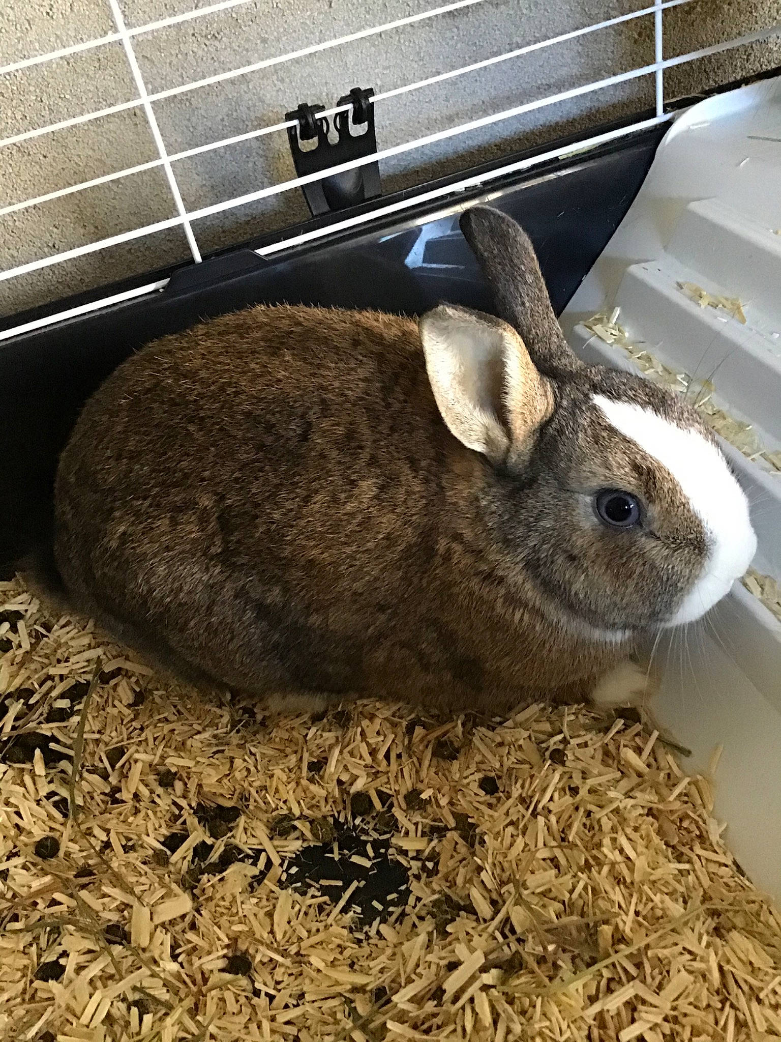 Cracotte participe au concours pour gagner de l'argent avec cette photo : animal_shelter, chinchilla, domestic_rabbit, ear, fawn, hare, mammal, rabbit, rabbits_and_hares, rodent, snout, whiskers