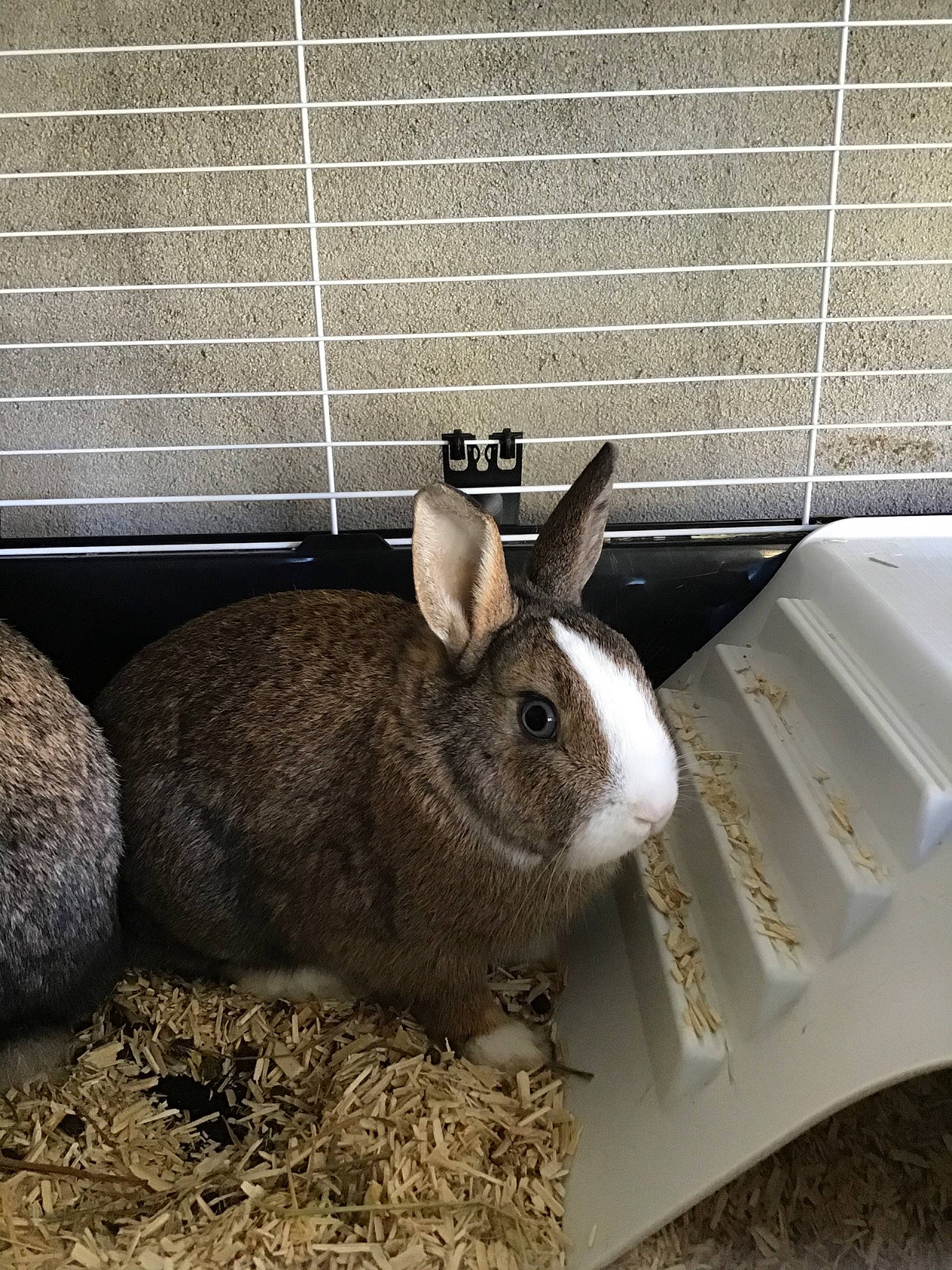 Cracotte participe au concours pour gagner de l'argent avec cette photo : animal_shelter, cage, chinchilla, degu, domestic_rabbit, fawn, hare, mammal, rabbit, rabbits_and_hares, rodent, snout, whiskers