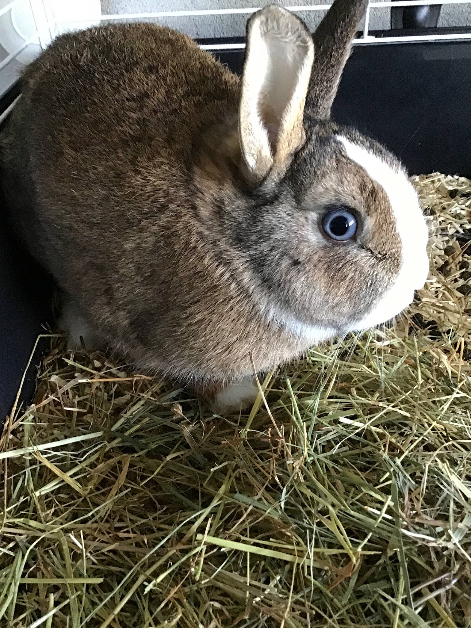 Cracotte a rejoint le concours — aidez-le/la à gagner de superbes lots ! audubons_cottontail, domestic_rabbit, ear, eastern_cottontail, fawn, fur, grass, hare, hay, lower_keys_marsh_rabbit, mammal, mountain_cottontail, plant, rabbit, rabbits_and_hares, snout, snowshoe_hare, whiskers, wildlife, wood_rabbit