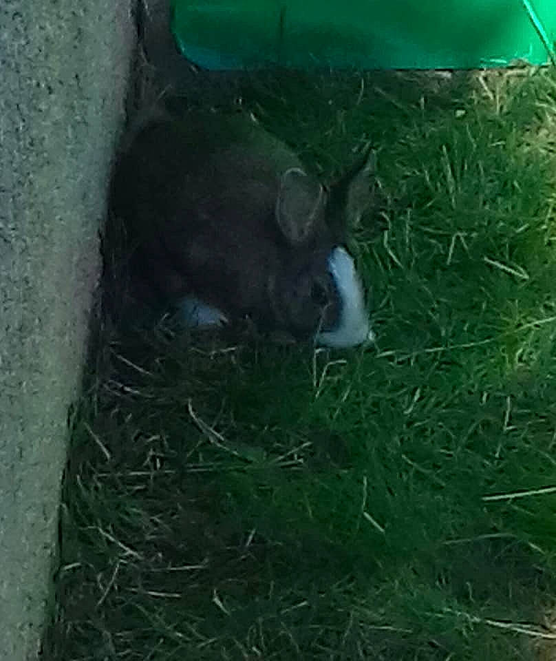 Cracotte participe au concours pour gagner de l'argent avec cette photo : fodder, grass, green, marsupial, organism, plant, snout