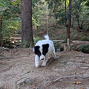 Buck participe au concours pour gagner de l'argent avec cette photo : puppy, dog, black_and_white, fluffy, forest, woodland, outdoors, nature, trees, tree_trunk, dirt, rocks, roots, trail, stream, greenery, animal, pet, walking, portrait