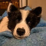 Buck participe au concours pour gagner de l'argent avec cette photo : dog, puppy, black_and_white, close_up, face, nose, eyes, ears, fur, sleepy, cute, cozy, blanket, blue_blanket, indoors, portrait, pet, animal, warm_lighting, resting