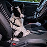 Buck a rejoint le concours — aidez-le/la à gagner de superbes lots ! puppy, dog, black_and_white, fluffy, harness, car, passenger_seat, vehicle_interior, sitting, lounging, portrait, pet, canine, ears, tail, fur, steering_wheel, seatbelt, outdoor_background, photography