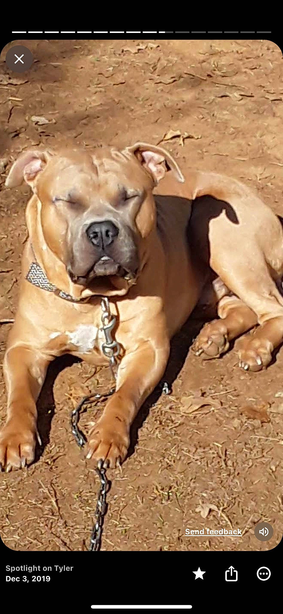 Tank joined the competition — help win amazing prizes! adventure, canidae, carnivore, collar, companion_dog, dog, dog_breed, dog_collar, dog_supply, fawn, landscape, snout, soil, sporting_group, terrestrial_animal, toy_dog, tree, wildlife, working_animal, wrinkle