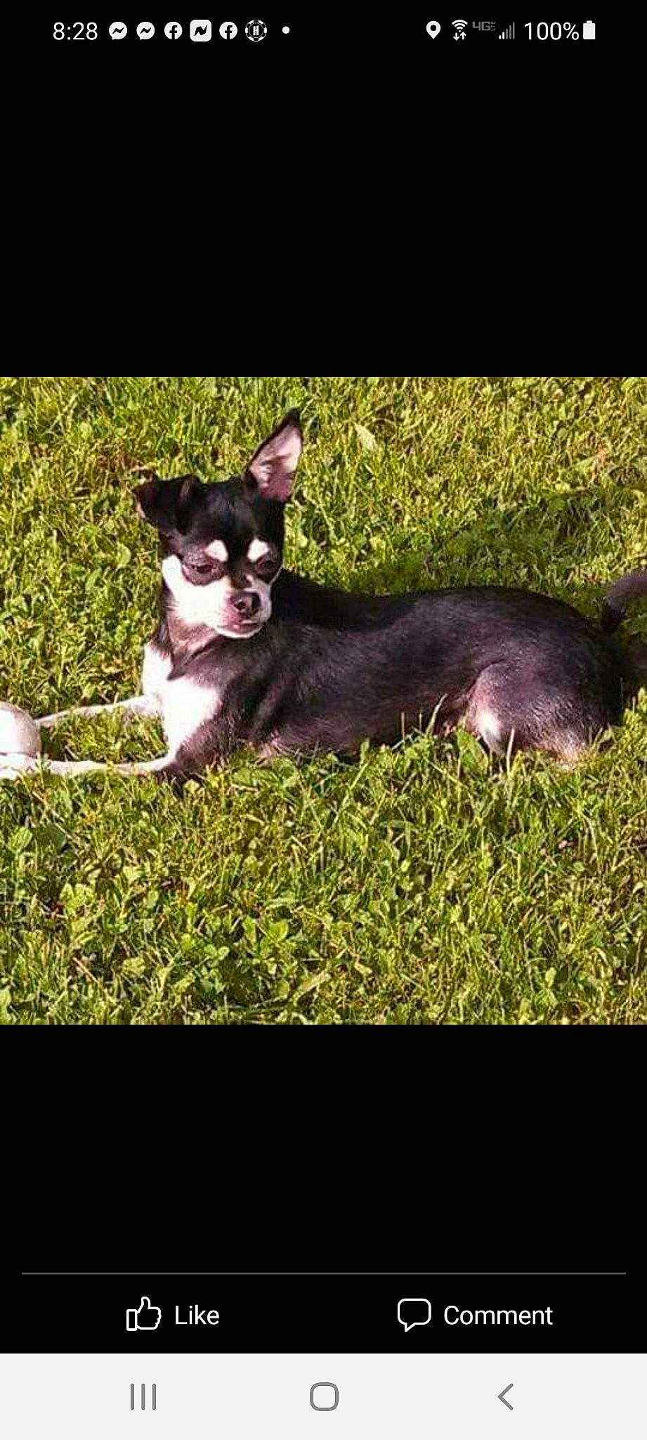 Lilly is registered to the contest to win money with this photo: boston_terrier, canidae, carnivore, chihuahua, companion_dog, corgi_chihuahua, dog, dog_breed, grass, non_sporting_group, plant, snout, sporting_group, tail, terrestrial_animal, terrier, toy_dog, whiskers, working_animal