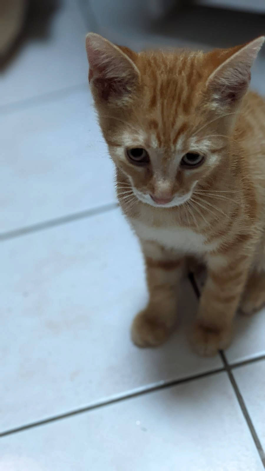 Simba participe au concours pour gagner de l'argent avec cette photo : carnivore, cat, claw, curious, domestic_short_haired_cat, eye, fawn, felidae, flooring, foot, fur, paw, small_to_medium_sized_cats, snout, tail, terrestrial_animal, toe, whiskers, wildlife, wood