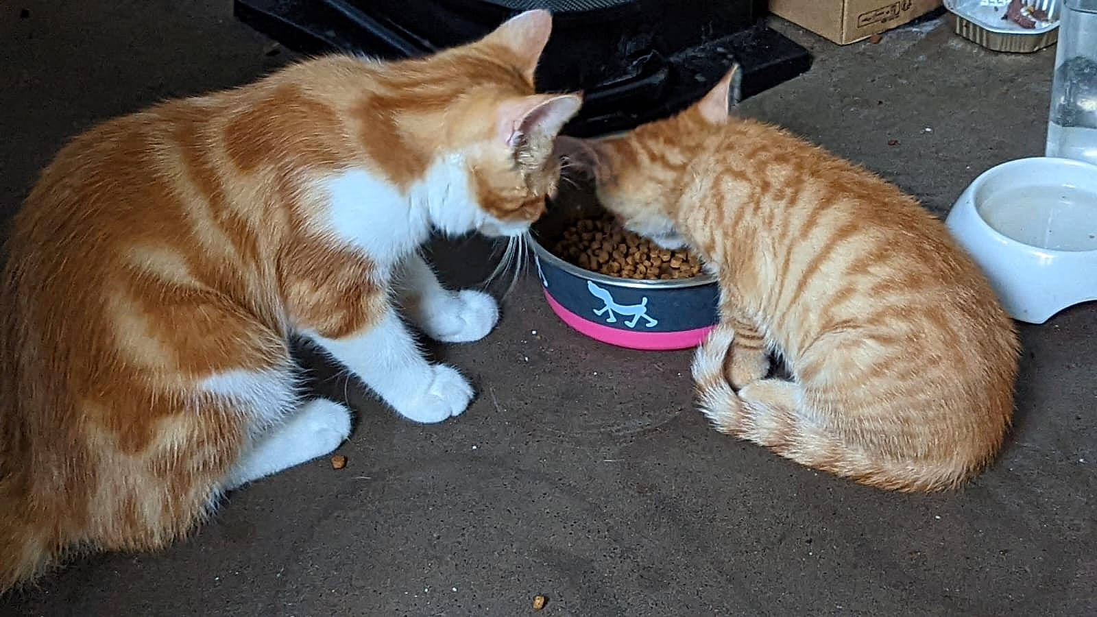 Simba a rejoint le concours — aidez-le/la à gagner de superbes lots ! carnivore, cat, cat_supply, claw, comfort, companion_dog, domestic_short_haired_cat, fawn, felidae, foot, fur, lap, paw, pet_supply, sand, serveware, small_to_medium_sized_cats, snout, tail, whiskers