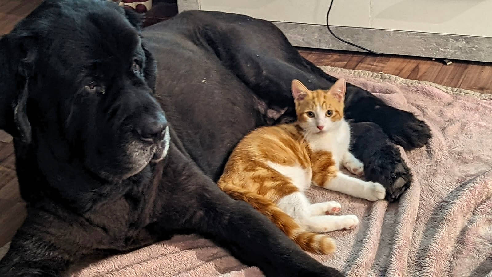 Mowgli participe au concours pour gagner de l'argent avec cette photo : carnivore, cat, claw, comfort, companion_dog, domestic_short_haired_cat, fawn, felidae, fur, grey, paw, sitting, small_to_medium_sized_cats, snout, tail, terrestrial_animal, tree, whiskers, window, wrinkle