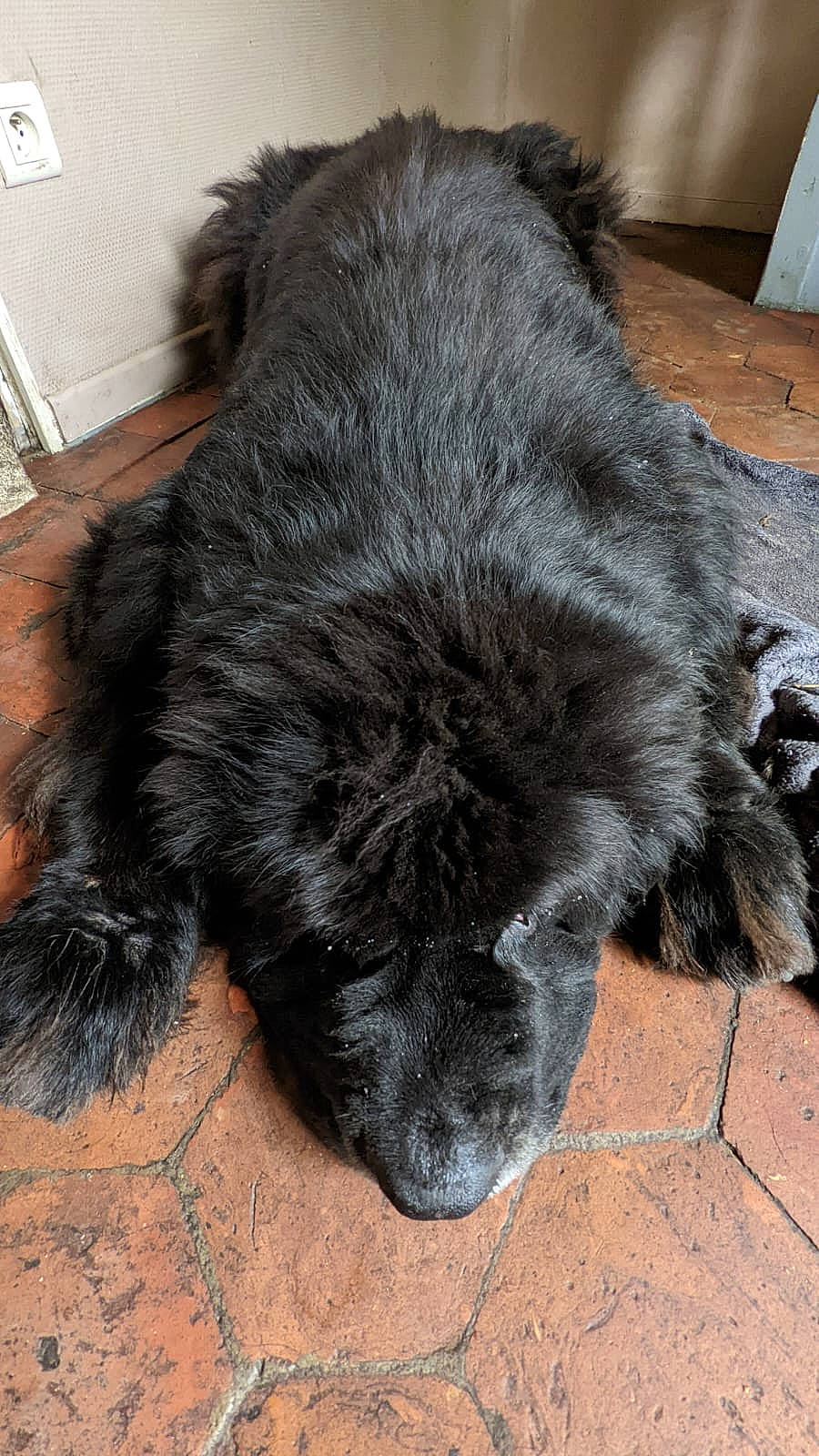 Mowgli a rejoint le concours — aidez-le/la à gagner de superbes lots ! borador, canidae, carnivore, claw, companion_dog, dog, dog_breed, flooring, foot, fur, hardwood, liver, nap, paw, snout, sporting_group, tail, terrestrial_animal, wood, working_animal