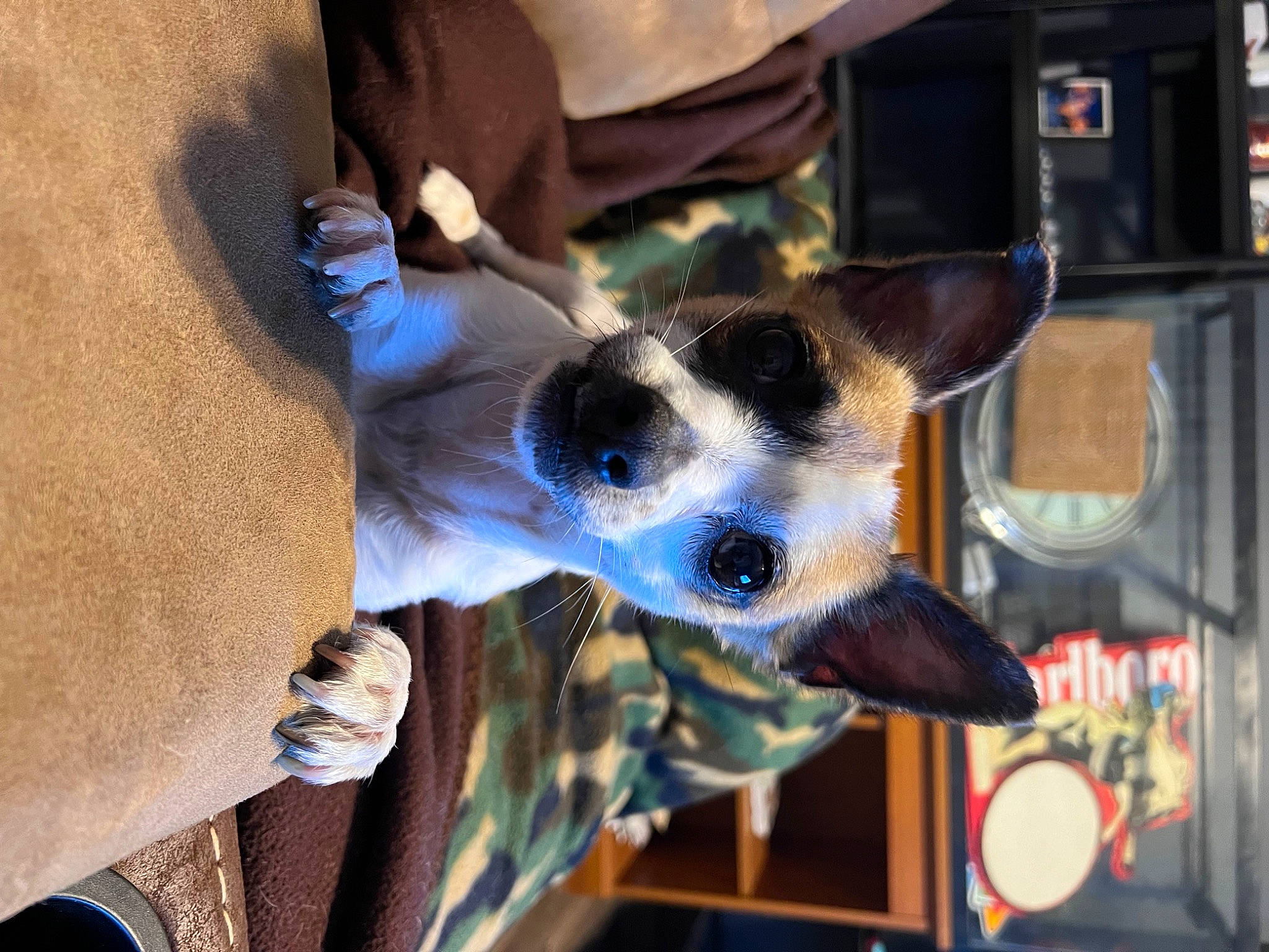 Junior is registered to the contest to win money with this photo: canidae, carnivore, collar, companion_dog, dog, dog_breed, dog_collar, dog_supply, ear, fawn, fur, giraffidae, guard_dog, non_sporting_group, snout, sporting_group, whiskers, window, working_animal