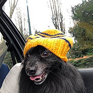 Easy participe au concours pour gagner de l'argent avec cette photo : dog, black_dog, yellow_hat, knit_hat, car_interior, window, tongue_out, happy, pet, fluffy, fur, outdoor, trees, seatbelt, seat, closeup, portrait, animal, canine, smiling