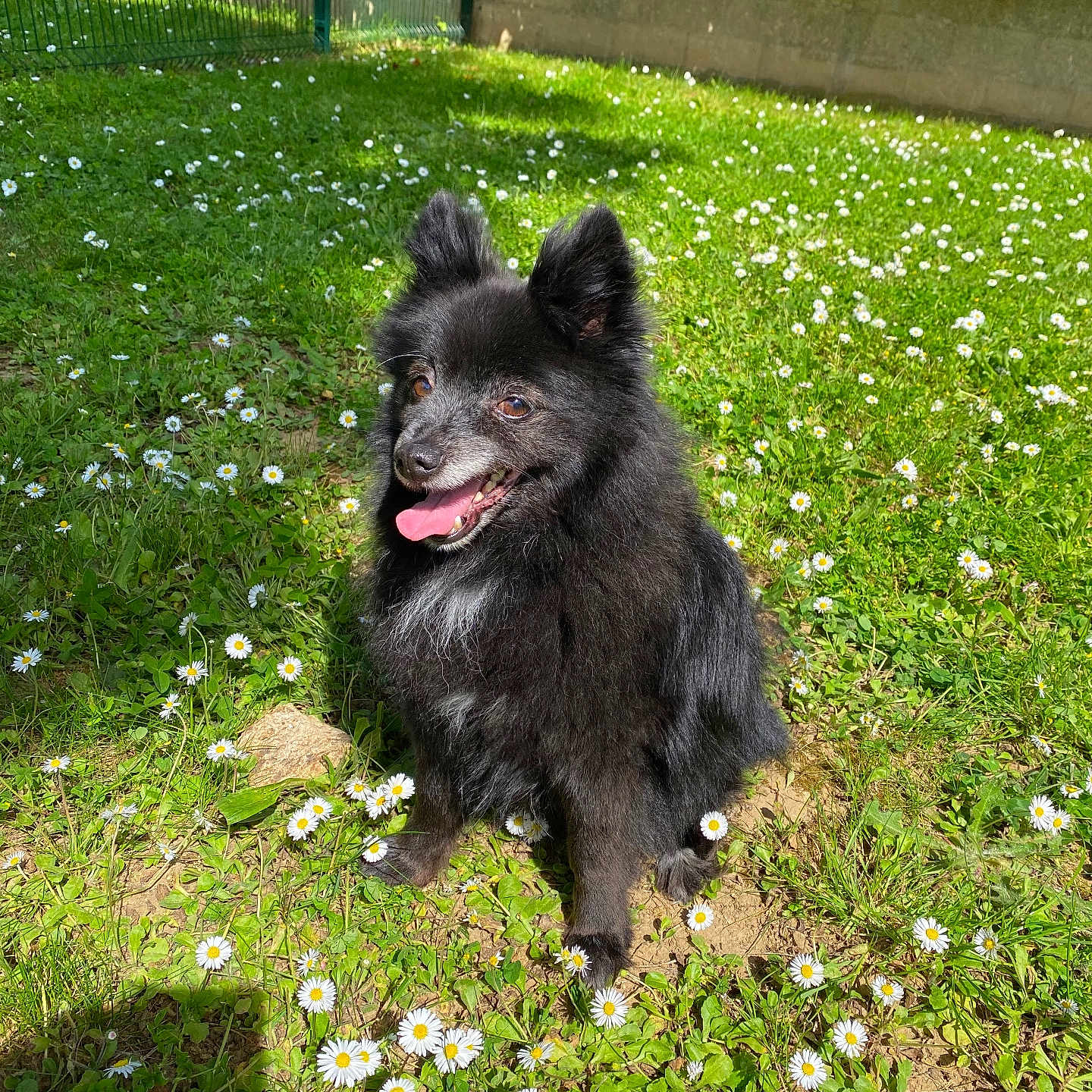 Easy participe au concours pour gagner de l'argent avec cette photo : animal, black_dog, canine, cute, daisies, daylight, dog, flowers, fur, garden, grass, greenery, happy, nature, outdoor, pet, sitting, smiling, sunlight, tongue_out