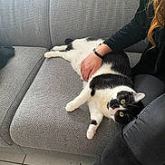 Taïa a rejoint le concours — aidez-le/la à gagner de superbes lots ! cat, black_and_white_cat, sofa, couch, person, hand, petting, indoor, tile_floor, relaxing, feline, domestic_animal, companion, resting, curious_eyes, seated_person, casual_clothing, home_interior, comfort, animal