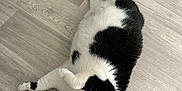 Taïa participe au concours pour gagner de l'argent avec cette photo : cat, black_and_white, pet, feline, lying_down, floor, wooden_floor, indoor, curious, playful, fur, animal, whiskers, ears, paw, domestic, cute, portrait, relaxed, looking_up