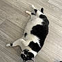 cat, black_and_white, pet, feline, lying_down, floor, wooden_floor, indoor, curious, playful, fur, animal, whiskers, ears, paw, domestic, cute, portrait, relaxed, looking_up