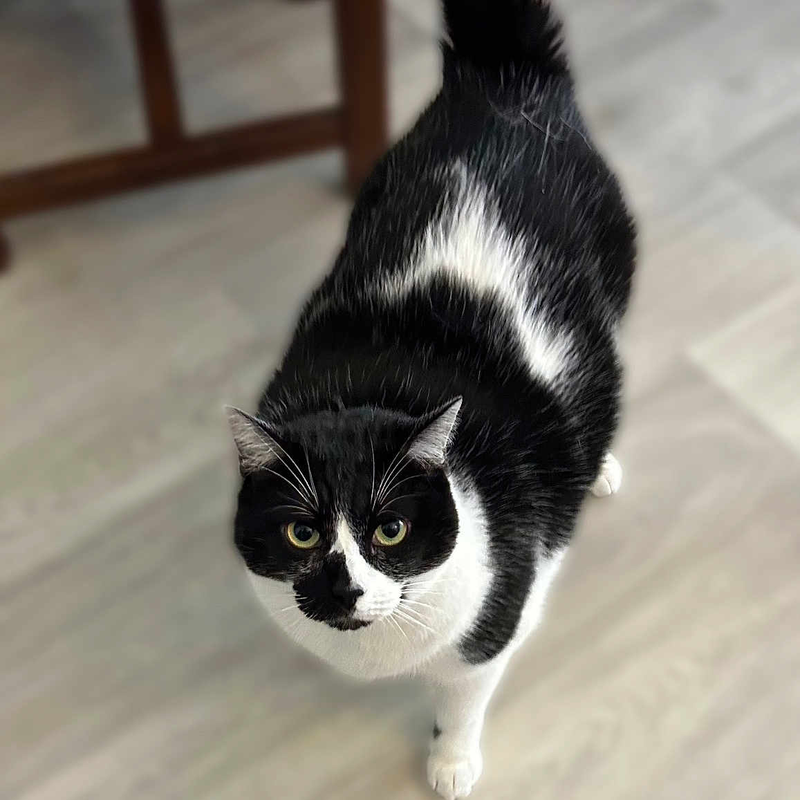 Taïa participe au concours pour gagner de l'argent avec cette photo : animal, black_and_white, blurred_background, cat, chair, curious, domestic, ears, eyes, feline, floor, four_legs, fur, indoor, looking_up, pet, standing, tail_up, whiskers, wooden_floor