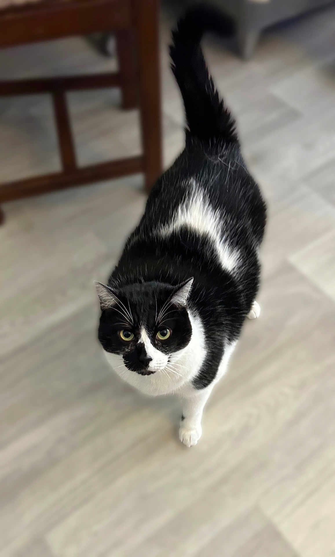 Taïa participe au concours pour gagner de l'argent avec cette photo : cat, black_and_white, pet, indoor, floor, curious, tail_up, looking_up, feline, whiskers, ears, animal, domestic, fur, four_legs, eyes, chair, wooden_floor, blurred_background, standing