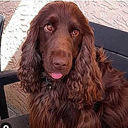 Pépite participe au concours pour gagner de l'argent avec cette photo : dog, brown, curly_ears, tongue_out, pet, animal, chair, outdoor, fur, cute, portrait, companion, friendly, domestic_animal, canine, closeup, sitting, expression, face, furry