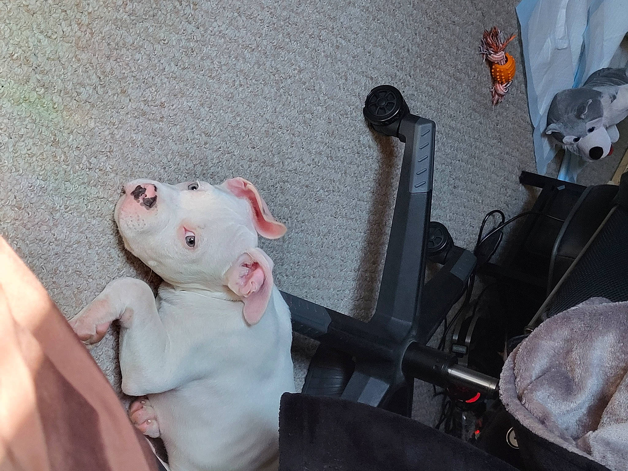 Stoney joined the competition — help win amazing prizes! auto_part, automotive_exterior, canidae, fawn, felidae, foot, fur, gas, muroidea, paw, plush, rodent, small_to_medium_sized_cats, snout, stuffed_toy, tail, teddy_bear, toy, vehicle_door, whiskers