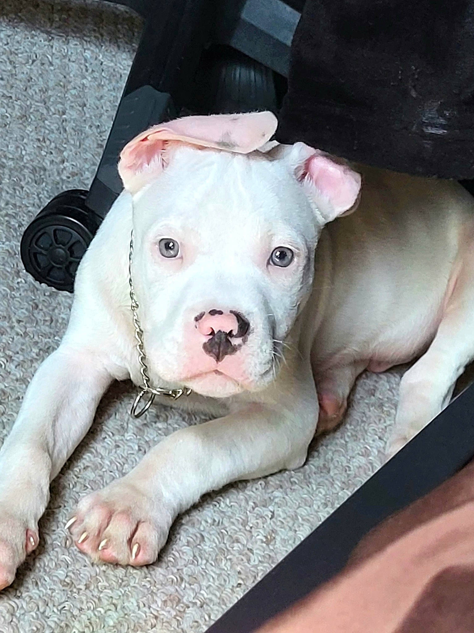 Stoney is registered to the contest to win money with this photo: canidae, carnivore, collar, comfort, companion_dog, dog, dog_breed, dogo_argentino, fawn, guard_dog, molosser, non_sporting_group, pet_supply, puppy, snout, sporting_group, terrestrial_animal, whiskers, working_animal, wrinkle