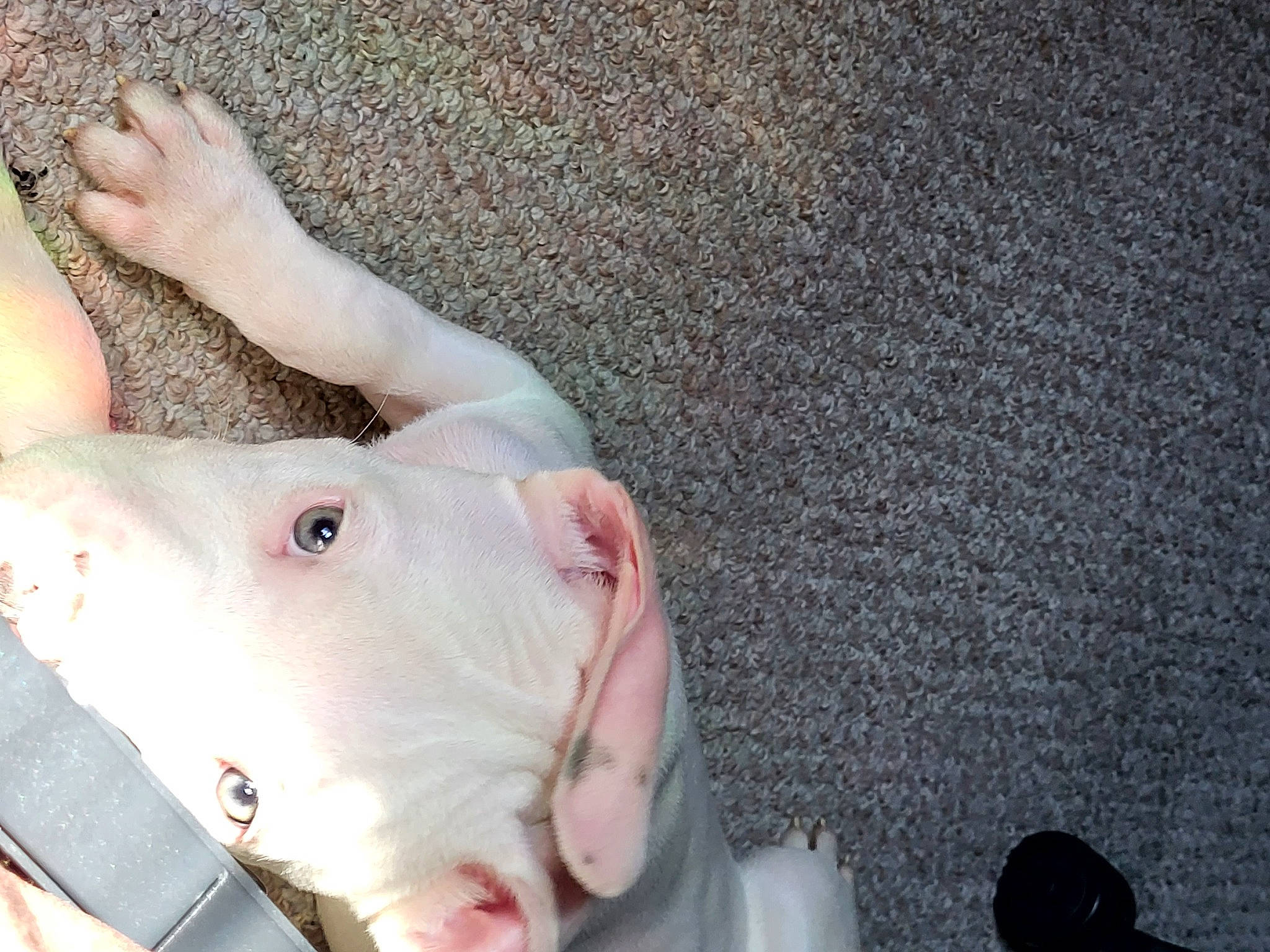 Stoney joined the competition — help win amazing prizes! chest, child, dog_breed, ear, eyelash, fawn, flash_photography, flesh, fur, gesture, grass, human_leg, jaw, nail, non_sporting_group, snout, thumb, wrist