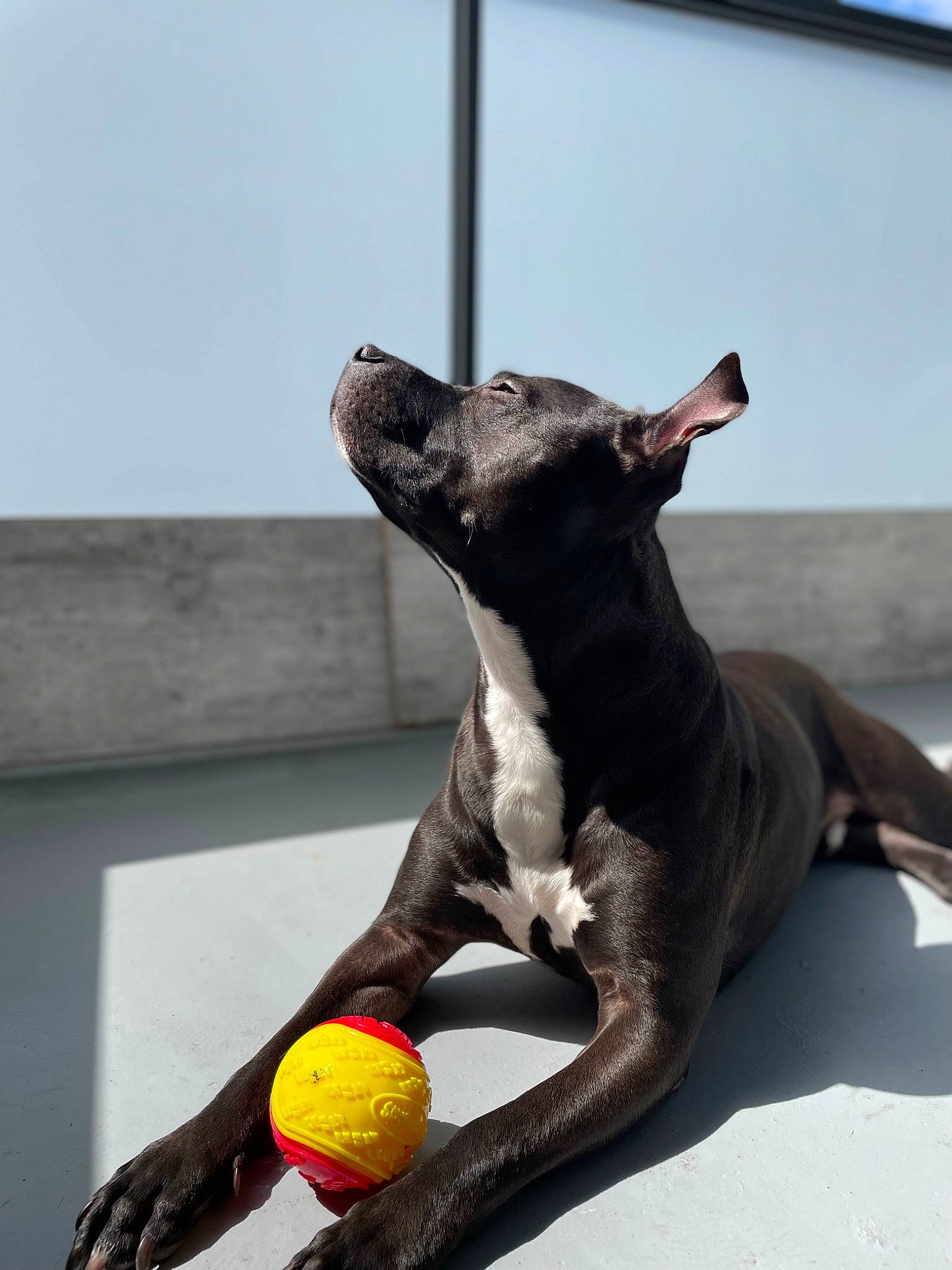 Tyson participe au concours pour gagner de l'argent avec cette photo : amphibian, ancient_dog_breeds, canidae, carnivore, claw, companion_dog, dog, dog_breed, fawn, felidae, guard_dog, sculpture, snout, sporting_group, stuffed_toy, tail, terrestrial_animal, toy, toy_dog, working_animal