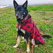 Leelu Dorsey joined the competition — help win amazing prizes! alert, animal, black_and_tan, canine, coat, collar, daylight, dog, ears_up, fur, grass, leash, nature, outdoor, park, pet, red_checkered, road, sidewalk, sitting