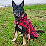 alert, animal, black_and_tan, canine, coat, collar, daylight, dog, ears_up, fur, grass, leash, nature, outdoor, park, pet, red_checkered, road, sidewalk, sitting