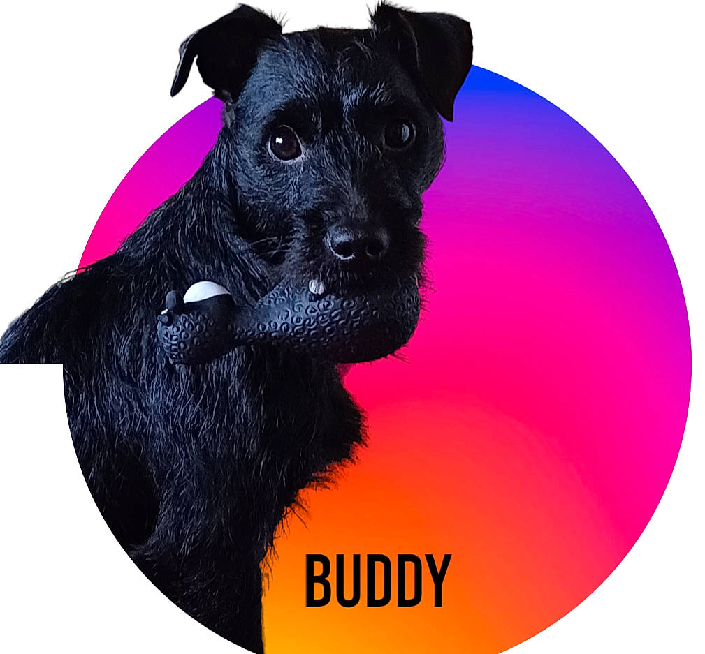 Buddy