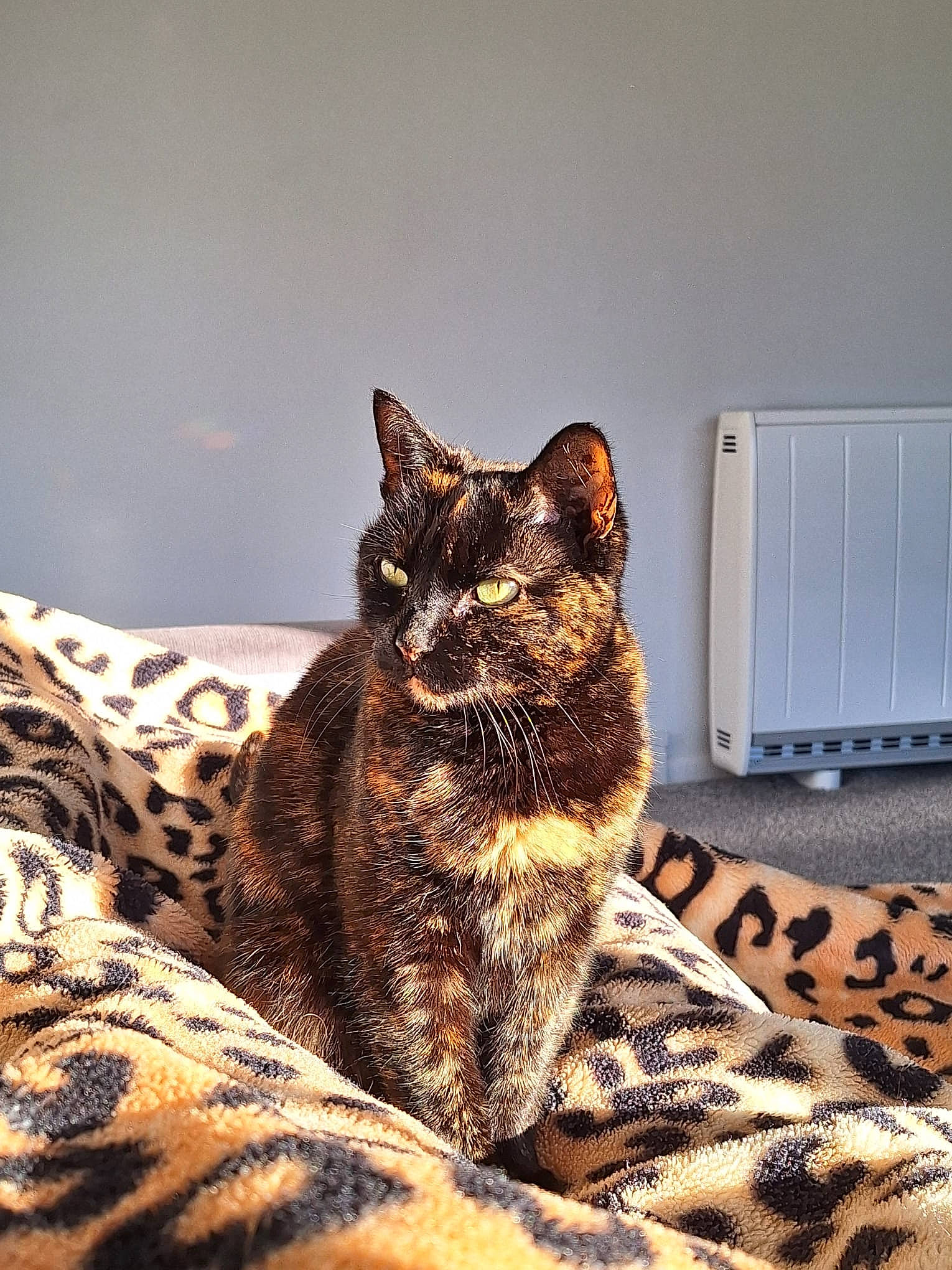 Gucci is registered to the contest to win money with this photo: carnivore, cat, claw, comfort, domestic_short_haired_cat, eye, felidae, fur, home_appliance, paw, sitting, small_to_medium_sized_cats, snout, tail, terrestrial_animal, tree, whiskers, wildlife