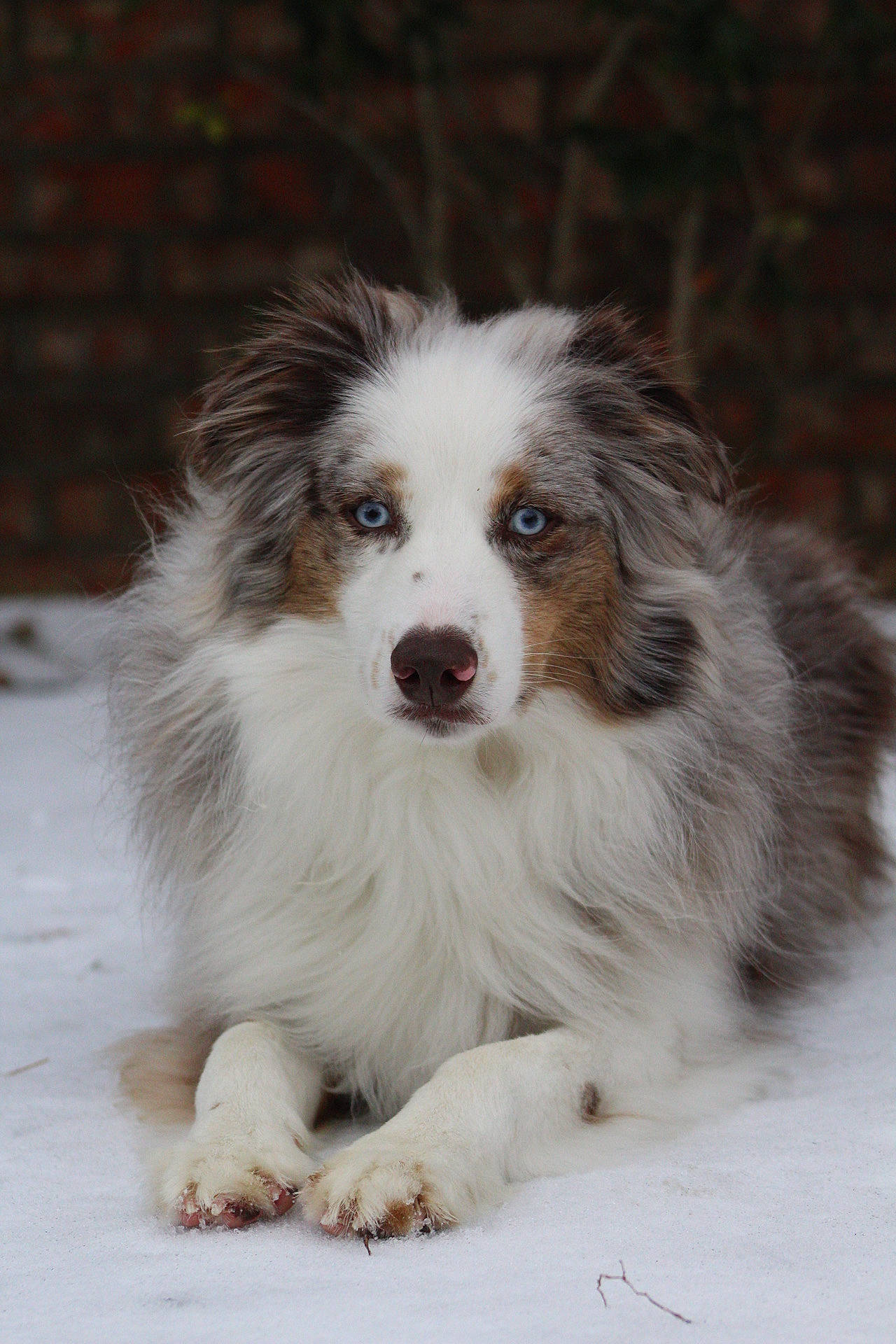 Griffin is registered to the contest to win money with this photo: australian_shepherd, carnivore, companion_dog, dog, dog_breed, fur, herding_dog, snow, sporting_group, whiskers, working_animal, working_dog