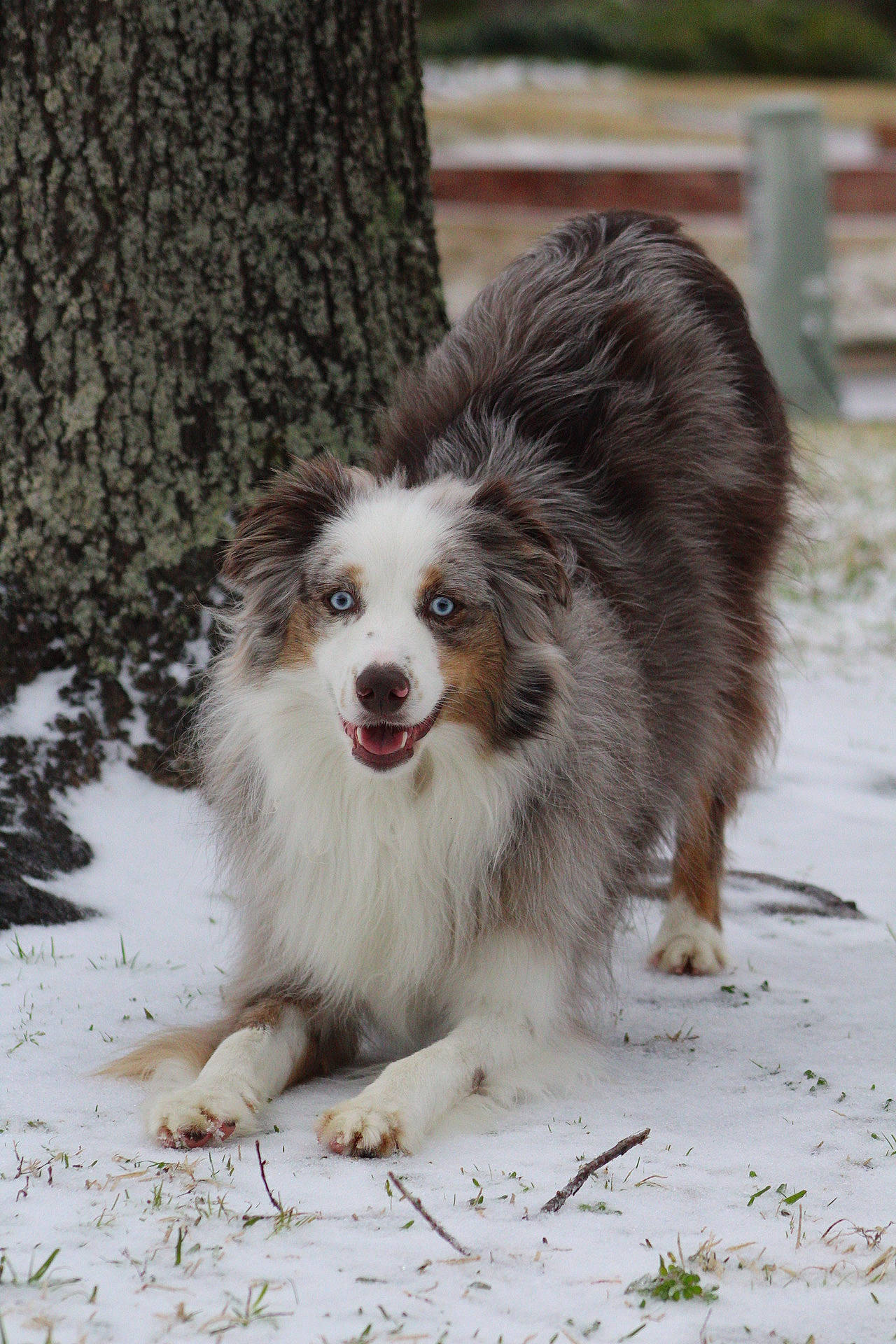 Griffin joined the competition — help win amazing prizes! ancient_dog_breeds, australian_collie, australian_shepherd, canidae, carnivore, companion_dog, dog, dog_breed, fur, grass, herding_dog, snout, sporting_group, terrestrial_animal, tree, trunk, whiskers, working_dog