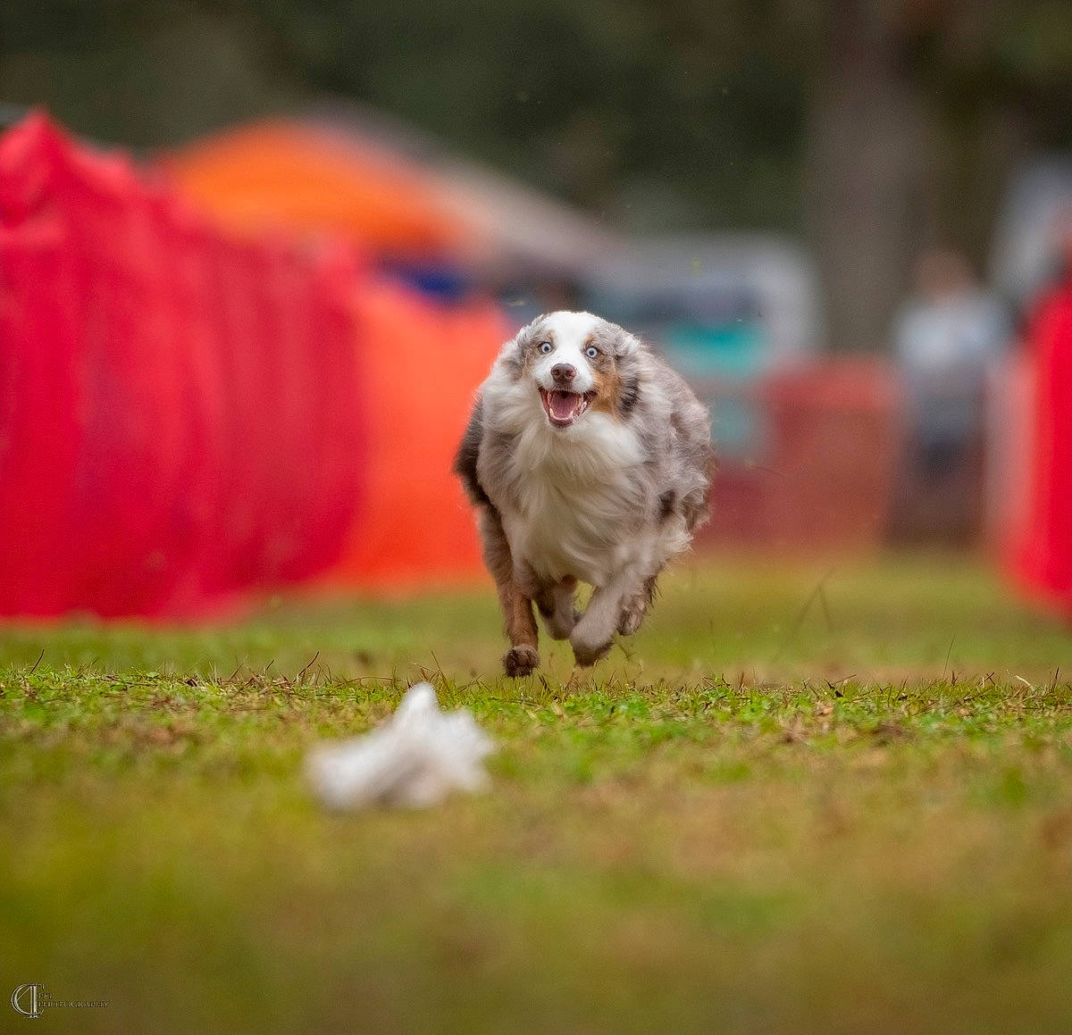 Griffin joined the competition — help win amazing prizes! accipitriformes, beak, bird, bird_of_prey, companion_dog, dog_breed, falconiformes, feather, felidae, field, grass, grassland, landscape, lawn, livestock, meadow, pasture, sporting_group, tail, terrestrial_animal